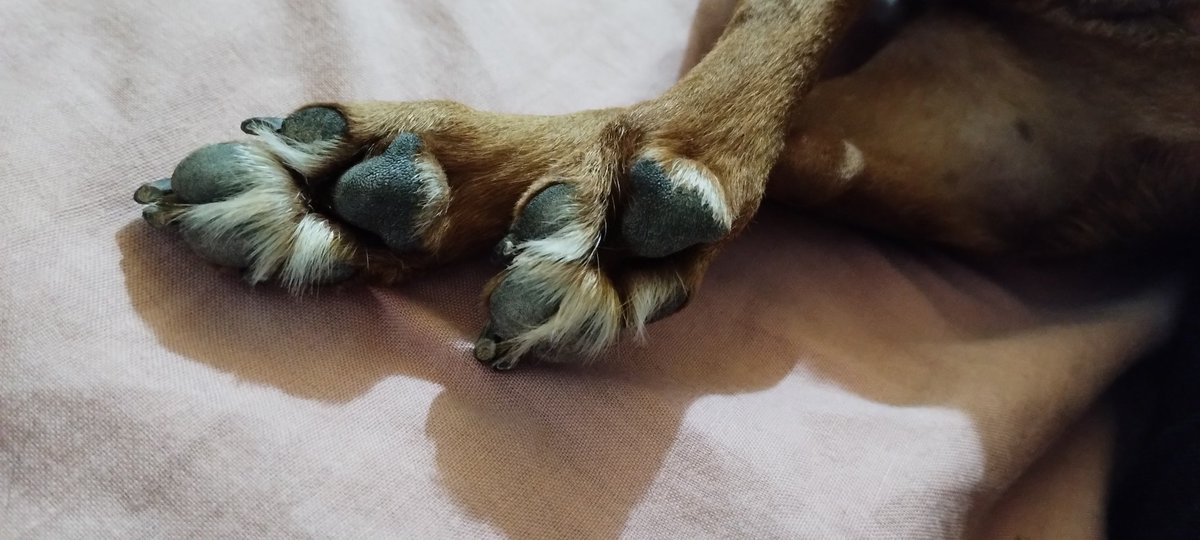 Las patitas más hermosas 🐶😍
