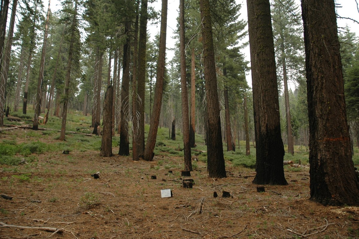 Chances are you’ve never heard of Experimental Forests. Dating back to the <a href="/forestservice/">USDA Forest Service</a>’s birth, these sites house groundbreaking research on topics ranging from wildfire to watersheds: fs.usda.gov/research/psw/n… <a href="/usfs_r5/">usfs_r5</a> <a href="/Stanislaus_NF/">Stanislaus National Forest</a>