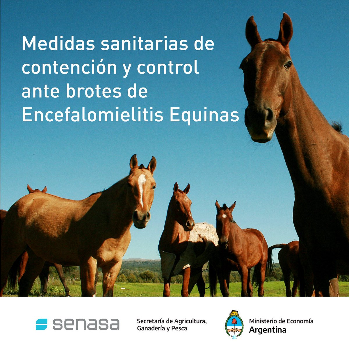 SenasaAR's tweet image. #EncefalomielitisEquina
Convocamos a la Comisión Nacional de Sanidad y Bienestar de los Équidos (CONAE) para analizar junto al sector privado las medidas dispuestas por el Organismo y las acciones sanitarias en las regiones afectadas.

Más información  ➡️t.ly/NPJzn