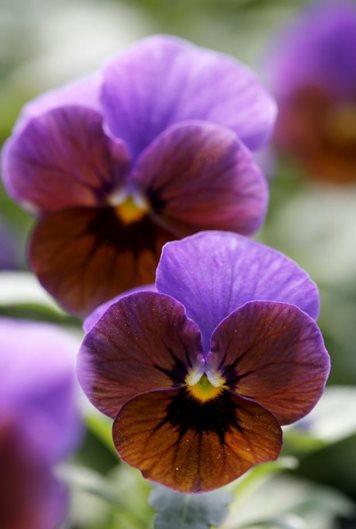 GardenDesignMag's tweet photo. Mystery Plant Monday
-Blooming now
-Usually undaunted by cold weather
-Cousin is a pansy
-Plant now
Do you know what plant this is??
See if you're right https://t.co/H8Q6JFvbAK
Photo by Chelsea Stickel https://t.co/SghQb9WqDJ