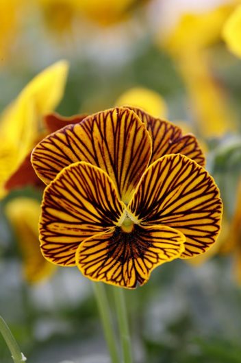 GardenDesignMag's tweet photo. Mystery Plant Monday
-Blooming now
-Usually undaunted by cold weather
-Cousin is a pansy
-Plant now
Do you know what plant this is??
See if you're right https://t.co/H8Q6JFvbAK
Photo by Chelsea Stickel https://t.co/SghQb9WqDJ
