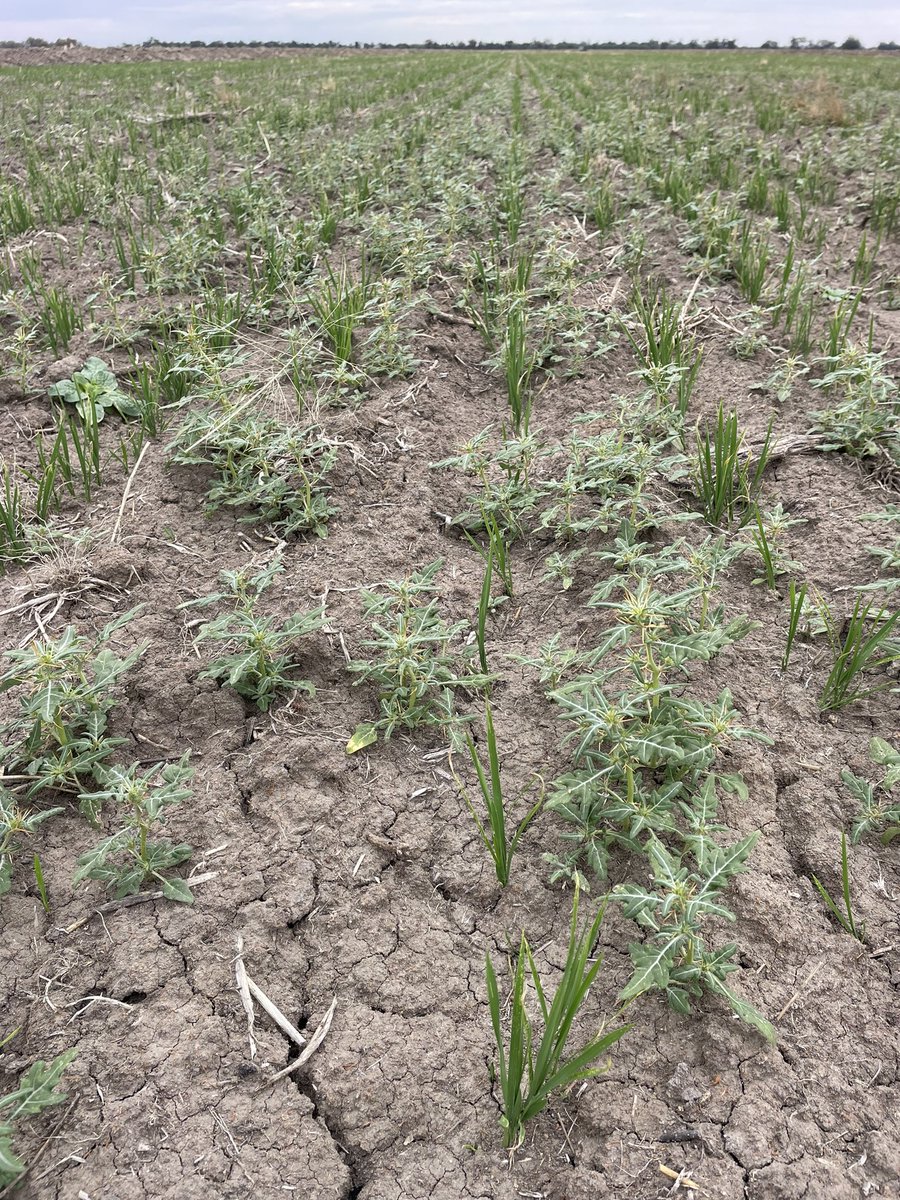 Glad these spikey suckers drown! 📝 Not a paddock for barefoot inspections later on. 😩