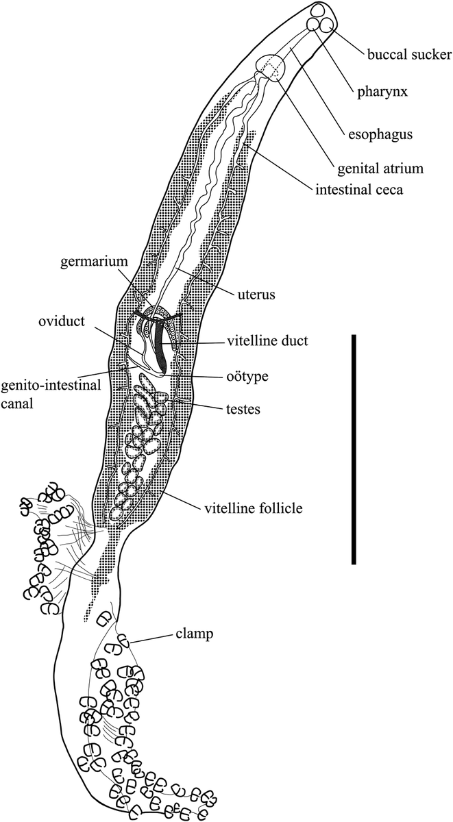 Species_Divers's tweet photo. Description of a new species, Microcotyle pacinkar n. sp. (Monogenea: Microcotylidae), parasitic on gills of Sebastes taczanowskii (Sebastidae) from off Usujiri, Hokkaido, Northern Japan
#Platyhelminthes #Monogenea #NewSpecies #SpeciesDiversity
🔓https://t.co/WCRPZX12KS https://t.co/NuQJROevyi