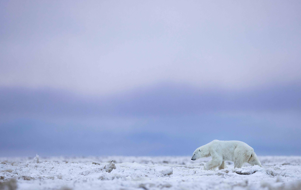 From #Paris to #PolarBears: French #wildlifephotographer Mathieu Courdesses was at Nanuk Polar Bear Lodge this fall and said his #PolarBear #PhotoSafari 'could have been written as a screenplay.' churchillwild.com/from-paris-to-… #ChurchillWild #WildlifePhotography