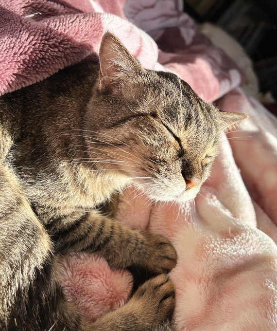 本日は晴天。日向ぼっこ満喫中。 