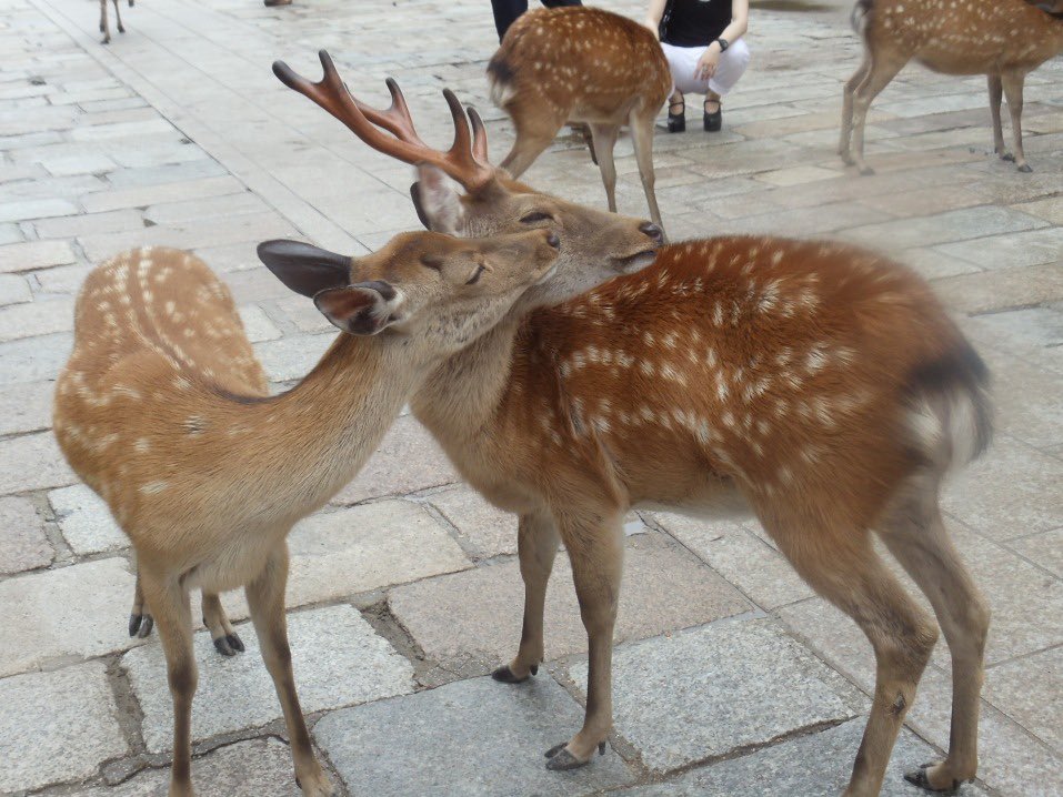 me and my girl if we were deer and were kissing