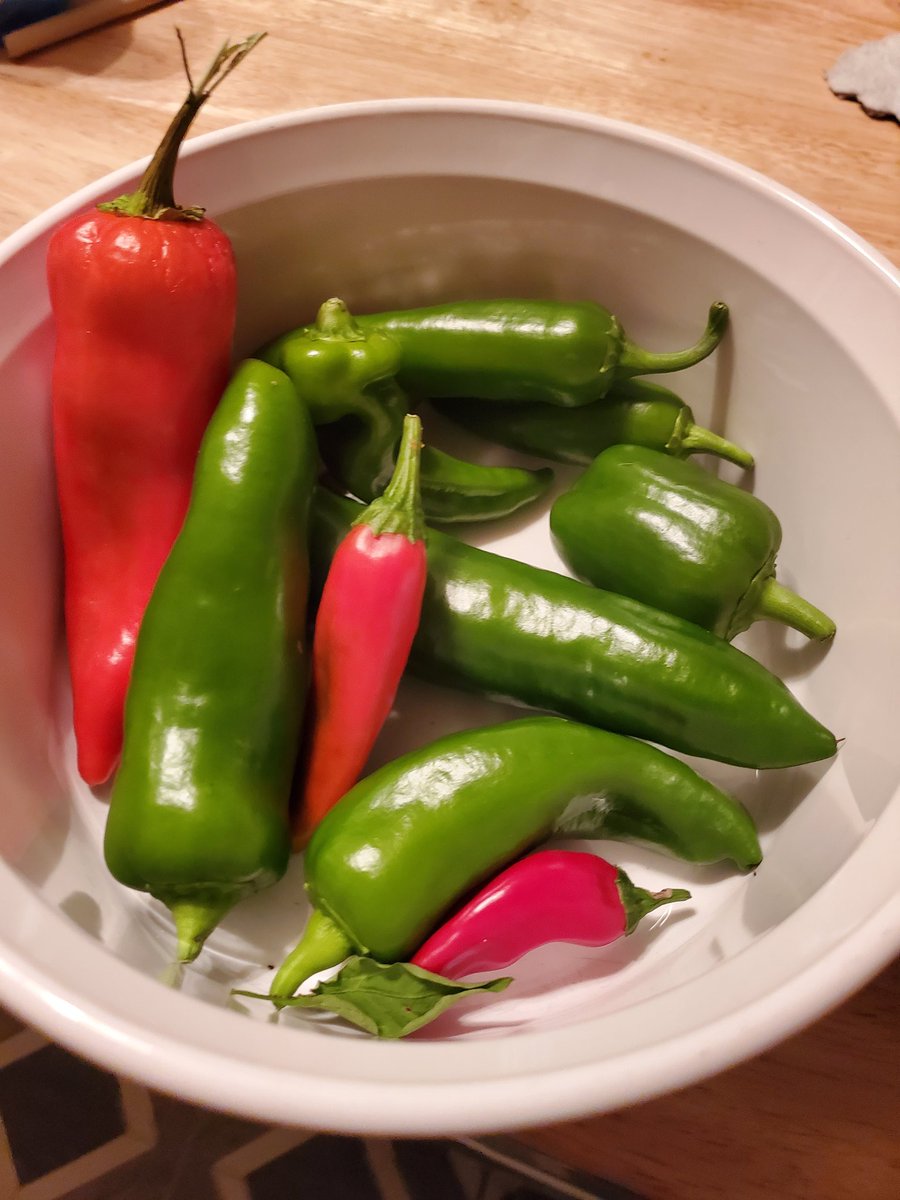 AphyCee's tweet image. Pretty proud of my late November pepper harvest!