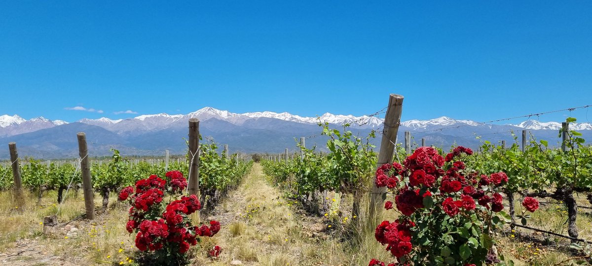 Some of the stunning vineyards of Medoza, Argentina, on a beautiful sunny day. 🍷 🇦🇷 #travelphotography #travelblogger