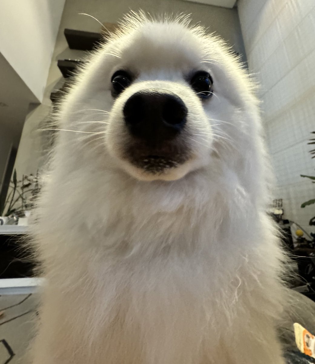 juzao's tweet photo. última foto do seu bichinho https://t.co/EouJAg5gNN