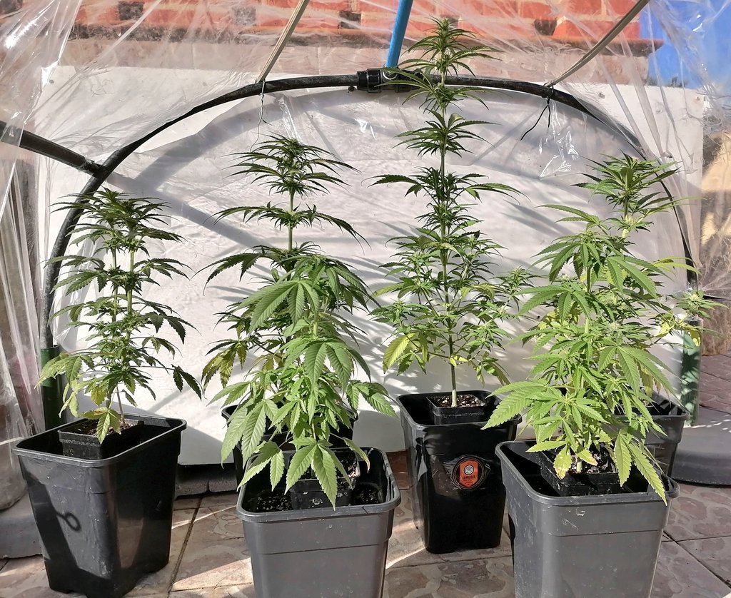 XavierNerjaLM's tweet photo. #WinterTHC #WinterCBD 🇪🇸
❤️ 💚 ❤️ 💚 https://t.co/lA6PbOfteN
