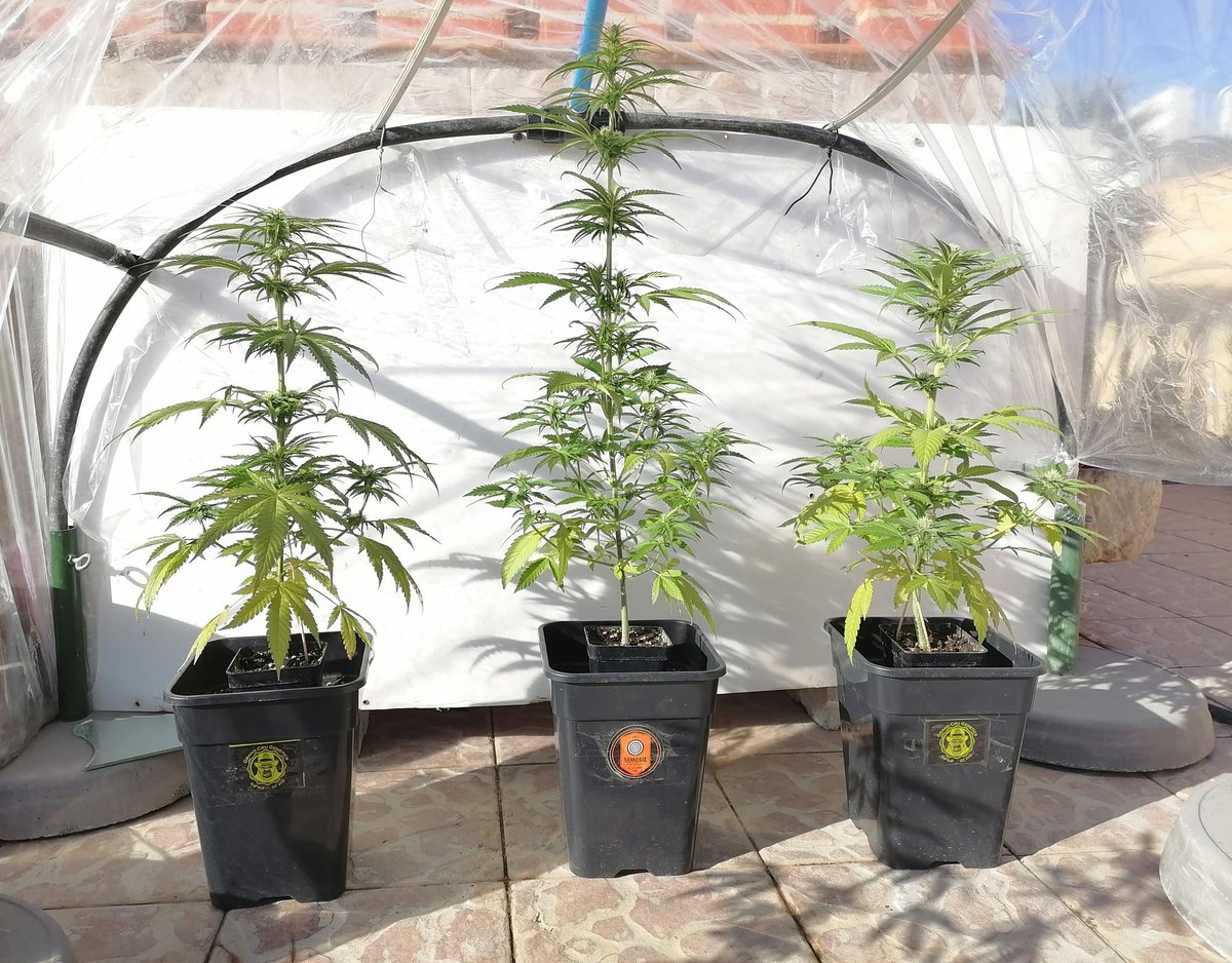 XavierNerjaLM's tweet photo. #WinterTHC #WinterCBD 🇪🇸
❤️ 💚 ❤️ 💚 https://t.co/lA6PbOfteN