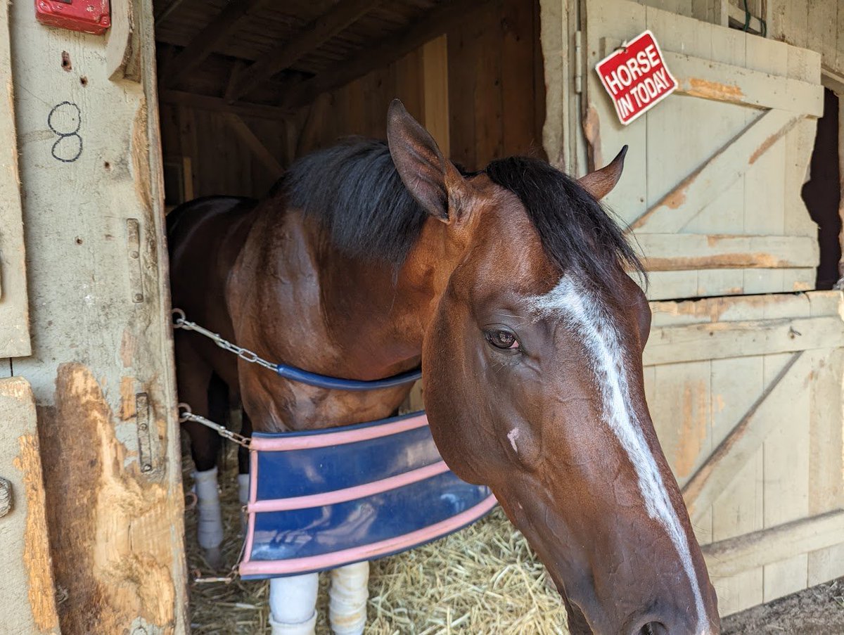 Pick4win's tweet photo. I'll have my 1st starter at @TurfwayPark soon
as Woke Up Quick is shipping in to make a few starts
#GoBuzzGo https://t.co/2wJuRZUm3r