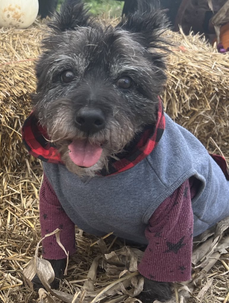 For Small Business Saturday, I’m running a special offer on Gregor’s Instagram. All profits from my store go to offsetting therapy dog costs, as visits are always free!

instagram.com/gregorthethera…