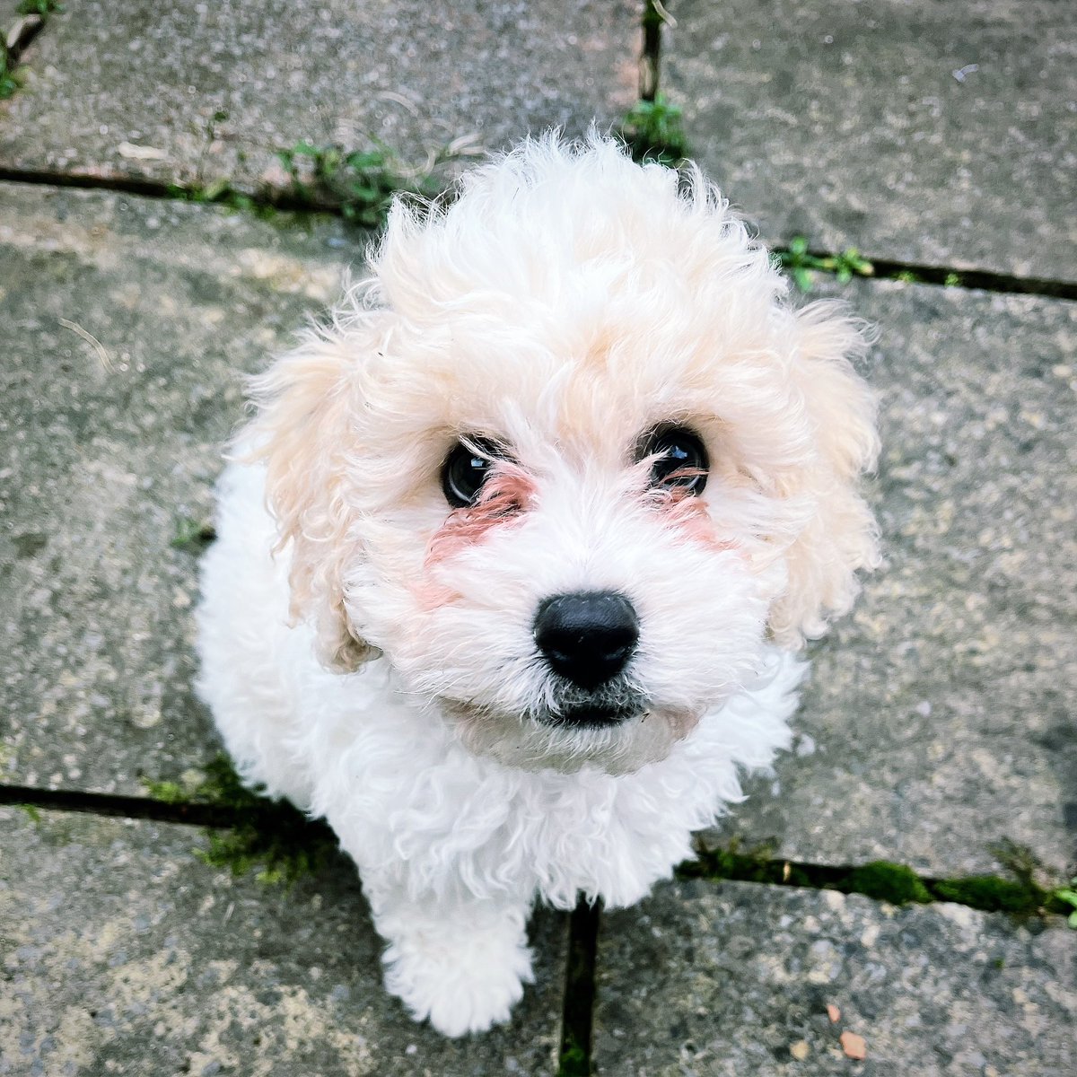 smithymanderz's tweet photo. Introducing #Benson π #cavapoochon absolute darling of a pup πΆ https://t.co/YVZey1qvXp