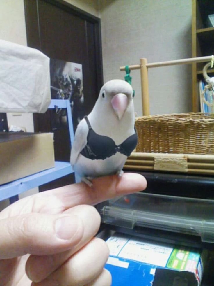 Out of Context Birds (@contextbirds) on Twitter photo 