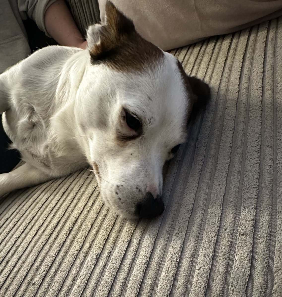 VERY URGENT please retweet to HELP FIND THE OWNER OF THIS STRAY DOG FOUND #WESTDRAYTON #HILLINGDON #LONDON Male Jack Russell Terrier, no chip, found 8 November. Now in a council pound, he could be missing or stolen from another region. Please share widely. DETAILS👇…