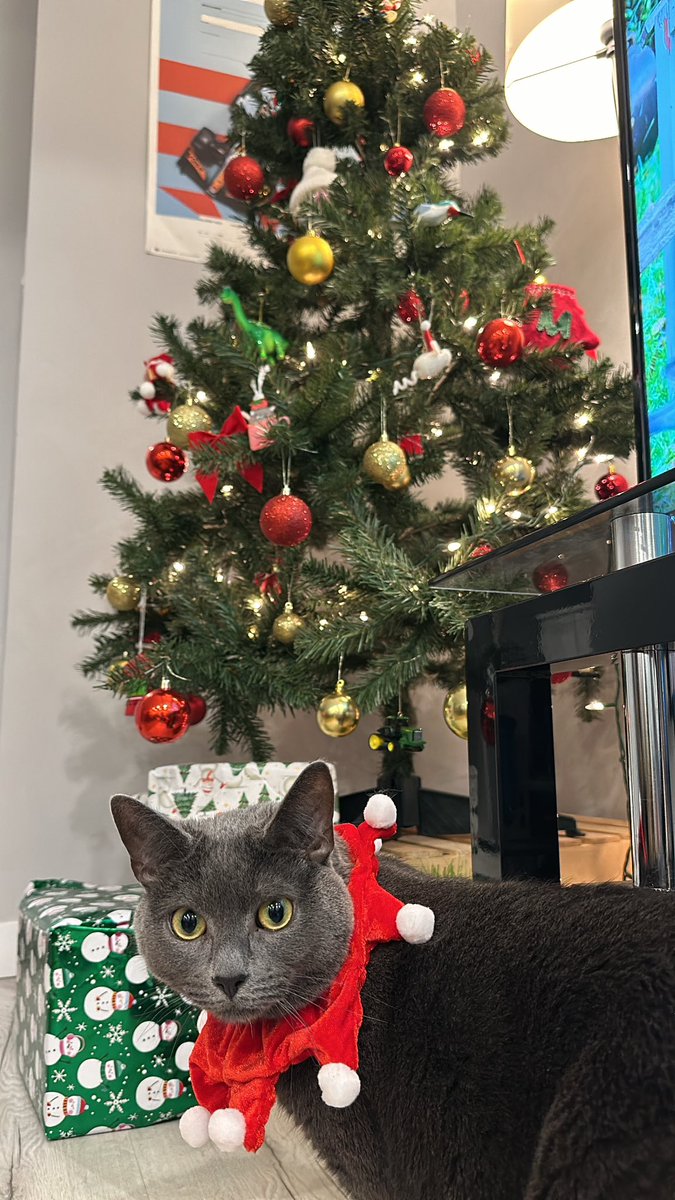parkie_30's tweet photo. 1 month till Santa comes. As you can see the kids are very excited 🐈🐈‍⬛🎅🏼 https://t.co/bs5GZJhXIF