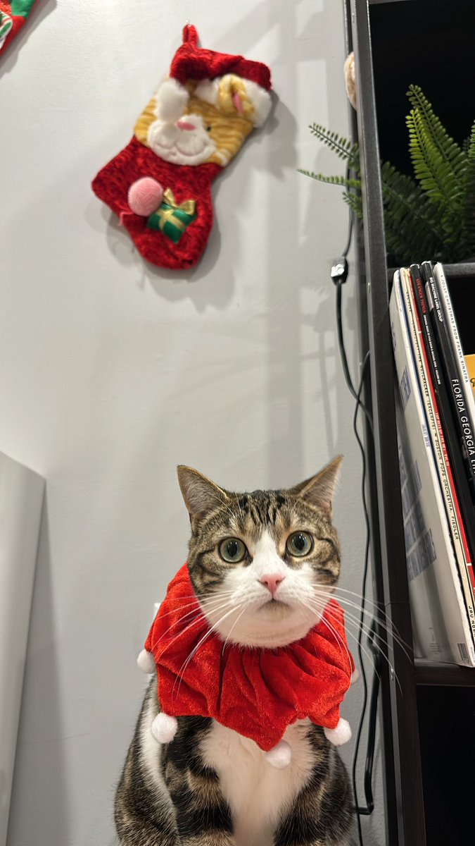 parkie_30's tweet photo. 1 month till Santa comes. As you can see the kids are very excited 🐈🐈‍⬛🎅🏼 https://t.co/bs5GZJhXIF
