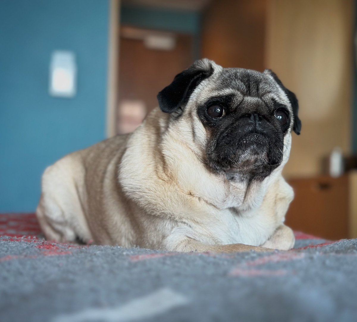 TheBatmanPug's tweet photo. Even when I’m not judging you… I’m judging you. #puglife https://t.co/0dYBt4O9eO