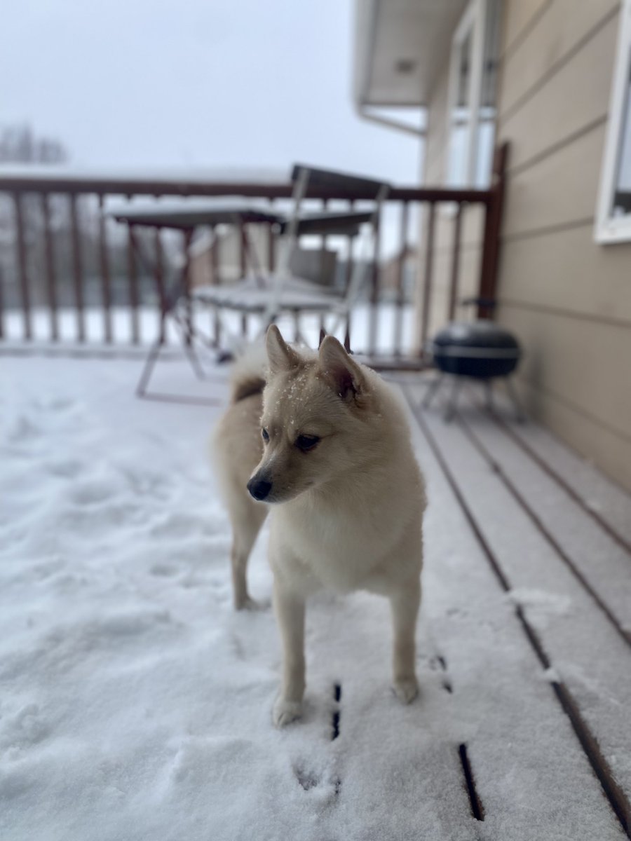 myla wanted me to ask if anyone has a doggo that will play in the snow with her because fishy got cold. she said she will share toys 🥰