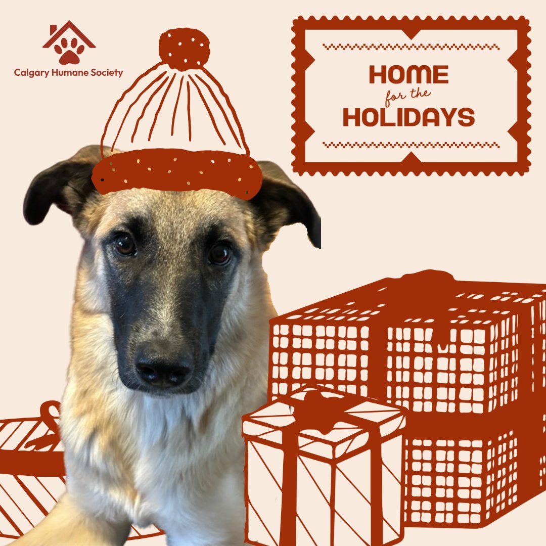CalgaryHumane's tweet photo. We are looking to recruit 150 new foster homes for this holiday season!  As a foster, you will get to choose the type of animal you'd like to foster and whether it's for the holidays or long term! 🏡

Apply to foster today! https://t.co/4C5cXCBSzx

#YYC  #FosterAnimals 🐾 https://t.co/K21YHfuiKU