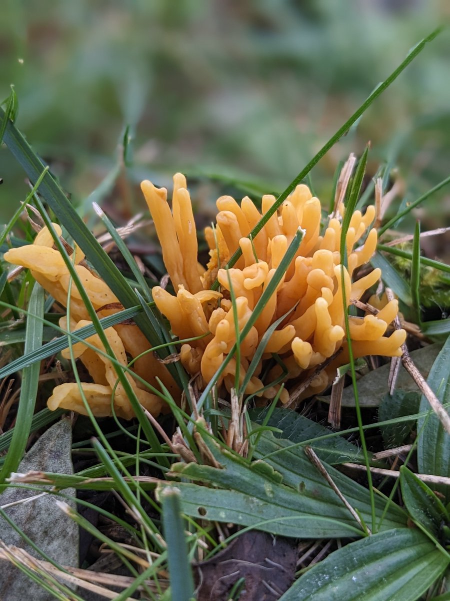 Found these growing out of a grave