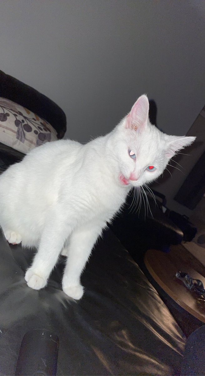 SupaMorgan01's tweet photo. Dumbass cat update: looking at changing her food. She started having some skin issues so I’m hoping this will fix it https://t.co/dpbI8LLr1Y