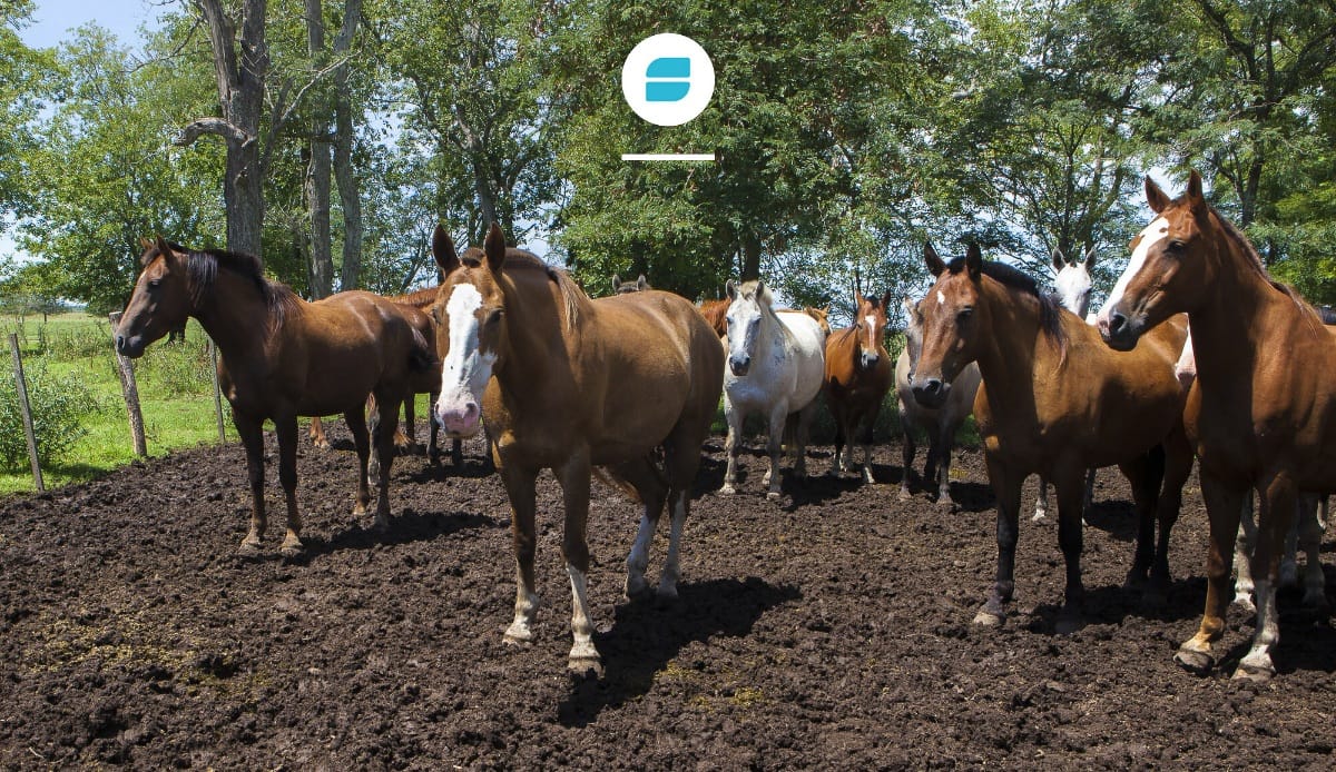 SenasaAR's tweet image. En el día de hoy, se obtuvieron resultados positivos a alphavirus -encefalomielitis equina- en los Departamentos de Lavalle, provincia de Corrientes y San Cristobal, provincia de Santa Fe, en equinos con síntomas nerviosos y mortandad.

Más información:
argentina.gob.ar/noticias/se-co…