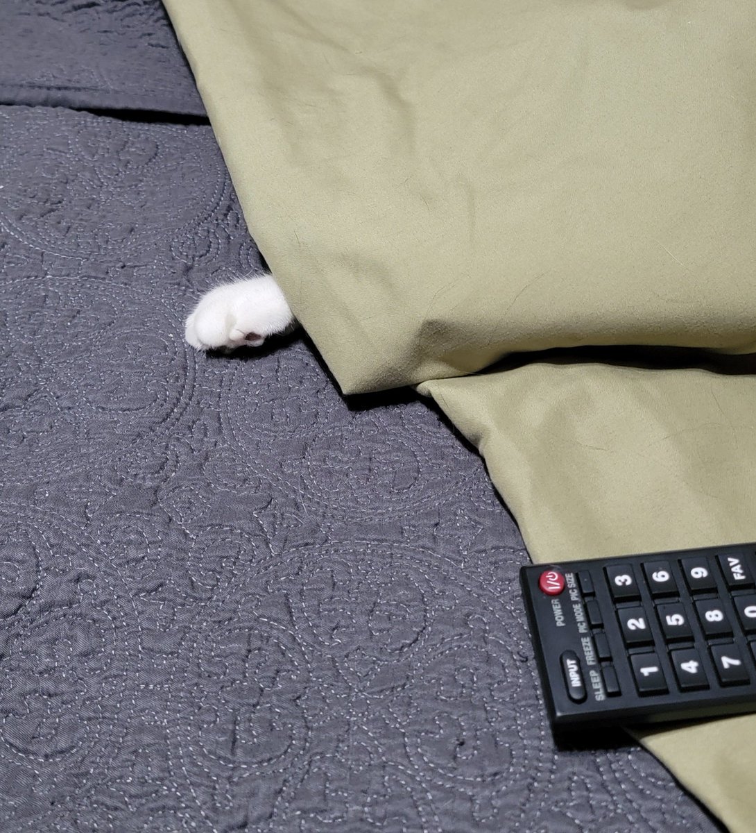 KwhiteSWFL's tweet photo. Finster is always ready to attack, this time a warning sign was issued...

#XCats 
#stealthkitty
#internetcat
#twittercat https://t.co/nJJmfIZprW