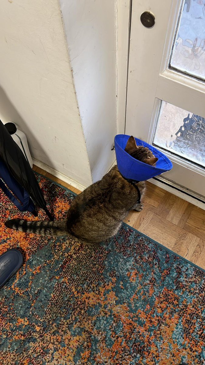 YogetaPartridge's tweet photo. @PaulFiddaman1 Sylvester has had a happier #Caturday - longing to be free once again! https://t.co/QQHvgHE4sU