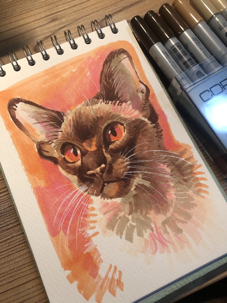 Finchwing's tweet photo. was inspired to play around with markers again when I got home 🧍‍♀️ a siamese using  the skin tone copic set https://t.co/zJPg0X1Tev