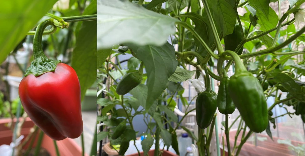 outer_space2006's tweet photo. またも赤いピーマンが😄
#KitchenGarden #SelfSufficiency
#GreenPepper #RedBellPepper
#家庭菜園 #自給自足
#ピーマン #赤ピーマン https://t.co/VdwJZgtBbX