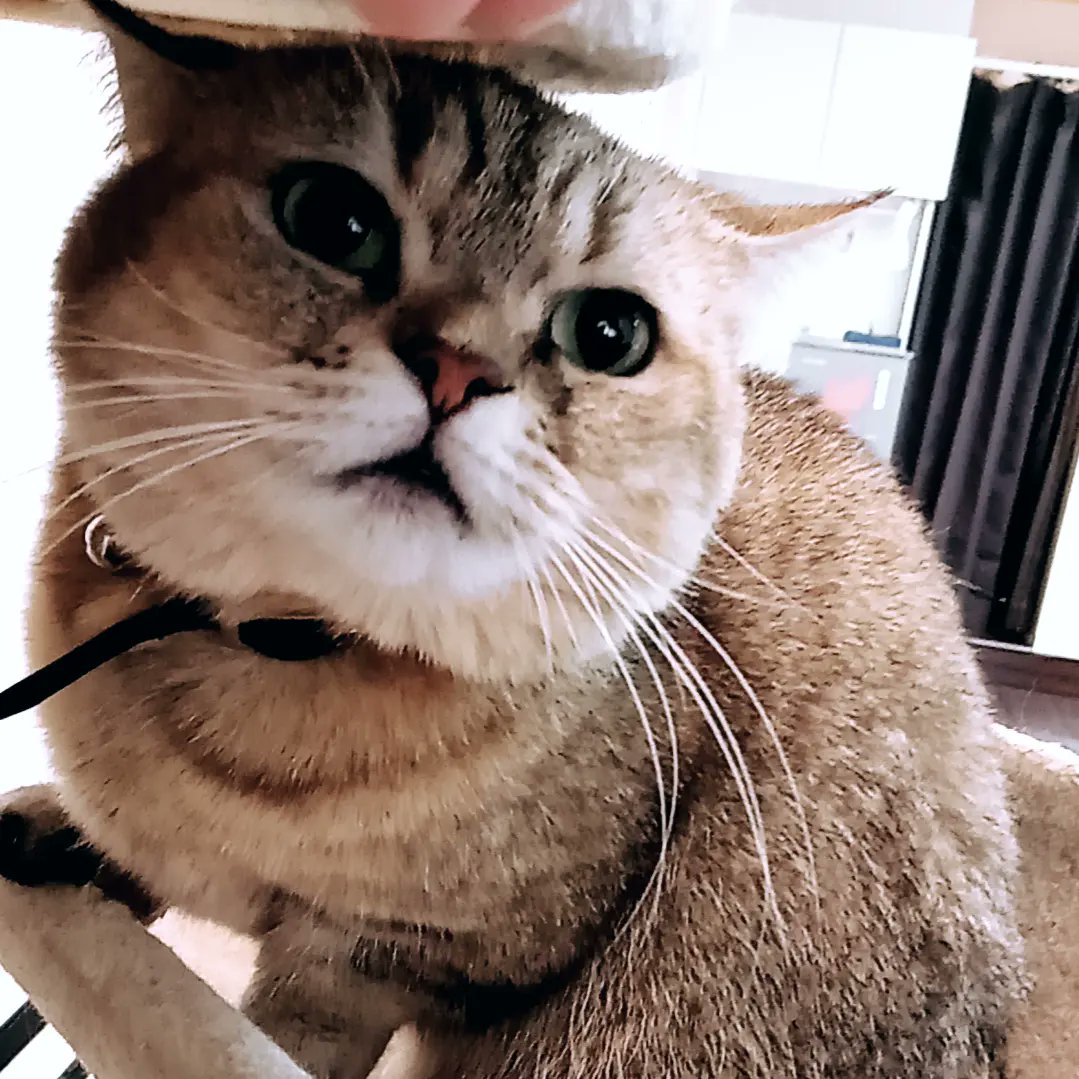 0324sa0726's tweet photo. おはようございます。
ヘアーサロンB'zの沙耶です。
招き猫のささきさんは
16時頃まで出勤してます。
是非是非皆様会いに来て
下さいませ。
年末まで、ご新規様はInstagram
かfacebookのフォローで
【1000円引き】させて頂きます。
お気兼ねなくお声掛け下さい。
皆様のお越しを心待ちに
しております https://t.co/delHId6U3s