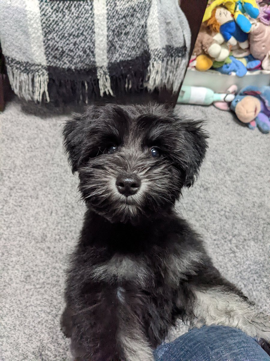 Adam Atkinson tweet media