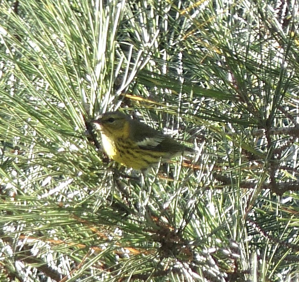 mbplan's tweet photo. Cape may warbler in Santa Maria, California. Lifer for me! @audubonsociety @AudubonCA @CornellBirds #birdphotography https://t.co/M2FqcFcUuF