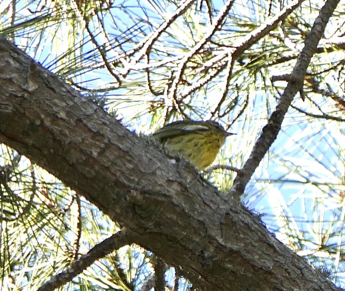 mbplan's tweet photo. Cape may warbler in Santa Maria, California. Lifer for me! @audubonsociety @AudubonCA @CornellBirds #birdphotography https://t.co/M2FqcFcUuF