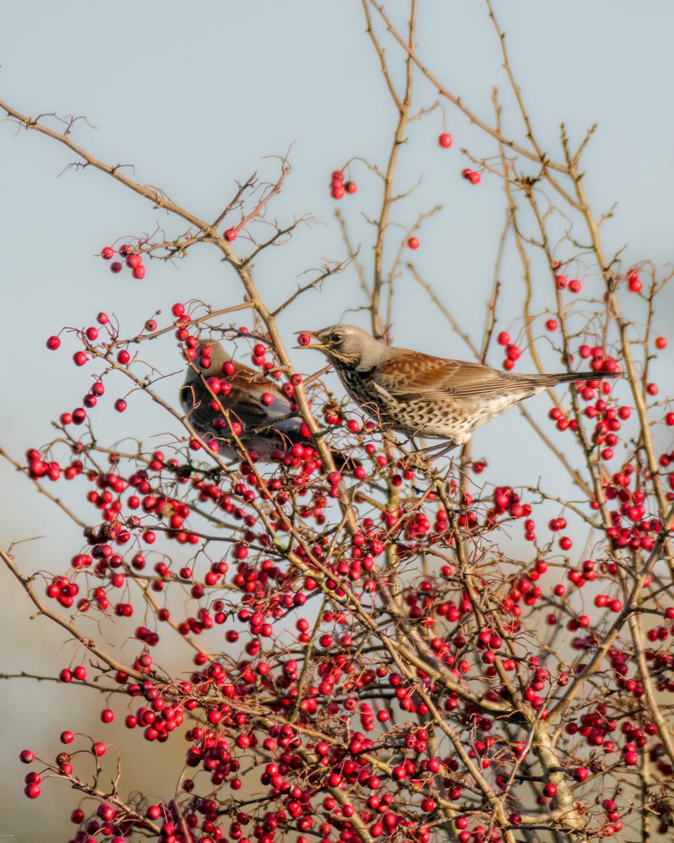 Wonderful to see a large flock of Fieldfare near Panborough on my way to Westhay Moor NNR this morning. Still there end of the day and was able to get a slightly closer shot. Quite a few Redwing in the flock also.