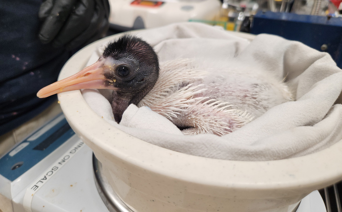 🎉 🐣 Join us in celebrating the hatching of a Malagasy sacred ibis chick. This not only marks a milestone for the Houston Zoo but also for North American zoos as it is the first time this endangered species has been hatched on the continent. Read more: bit.ly/3uk4Qjp