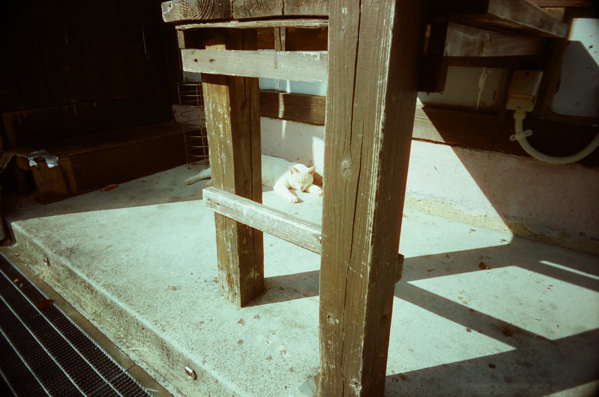 gelpants's tweet photo. 10月はまだ暖かかった。
#lastcamera #35mm #film #トイカメラ #MARIX #MARIX400D
#フィルム写真 #フィルムカメラ
#パナソニック保護犬猫譲渡会 https://t.co/IeIb7fYycG
