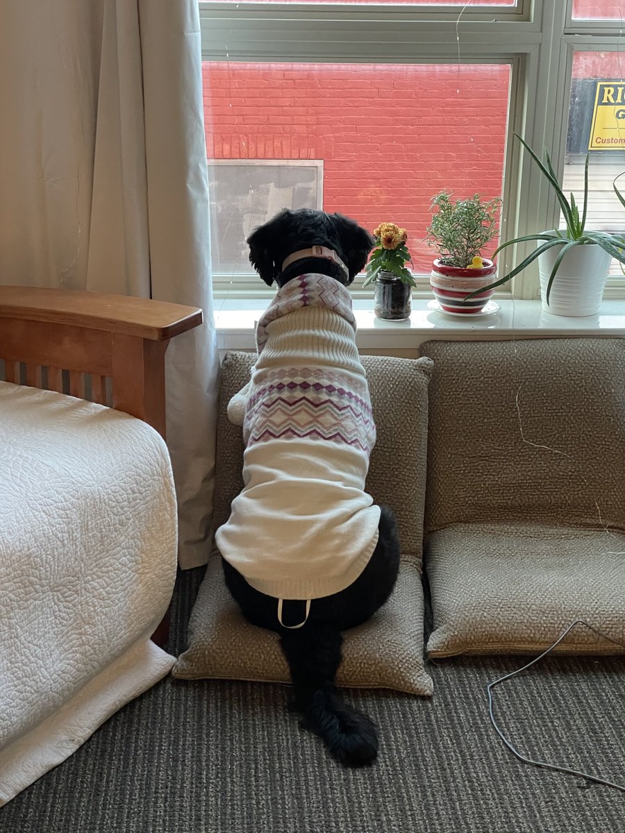 soursynthonies's tweet image. when me and bf both dress up our dogs 🥰🥰🥰