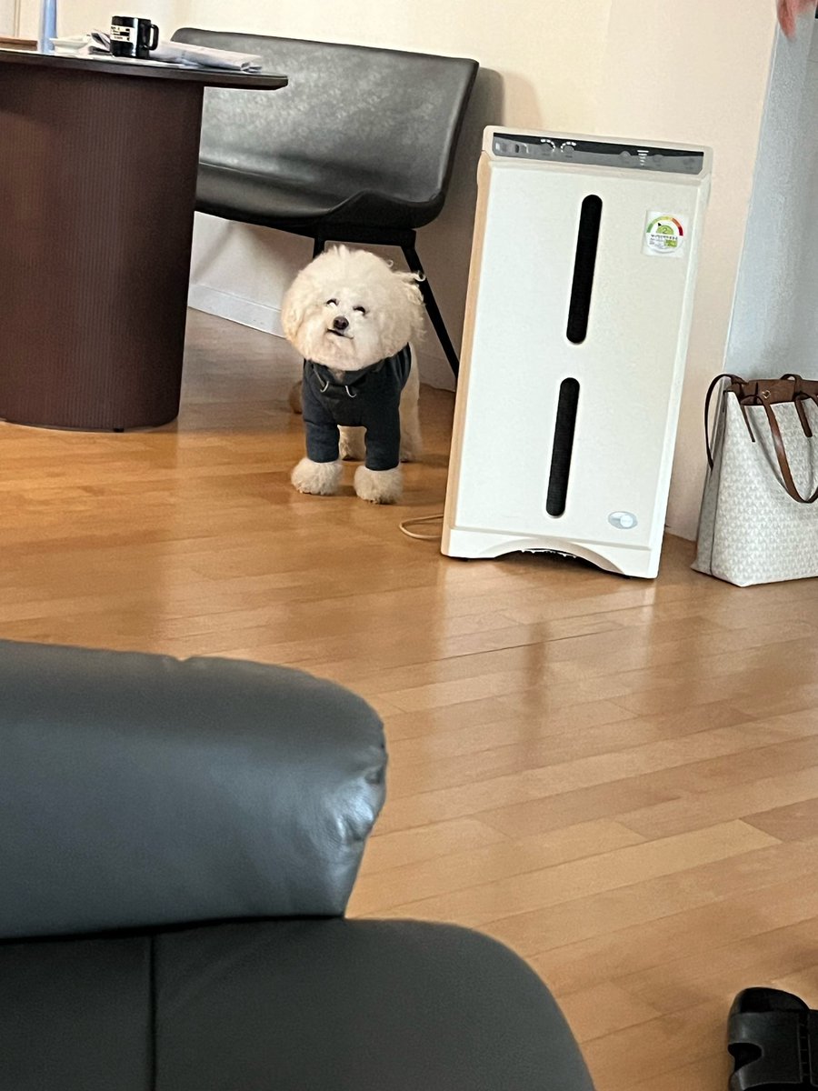 soursynthonies's tweet image. when me and bf both dress up our dogs 🥰🥰🥰