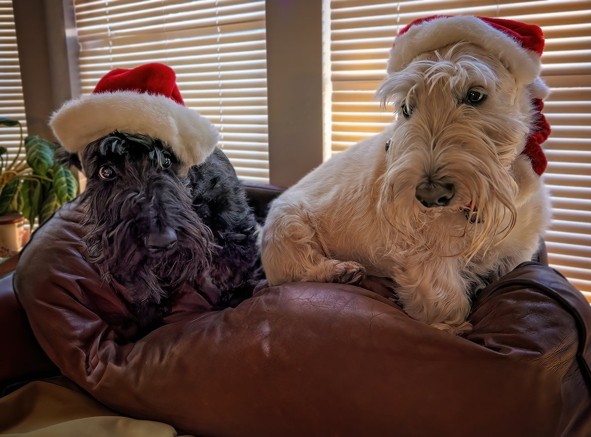 What a bunch of party poopers, I don't think Oliver and Finn are much in the Christmas spirit yet, I told them Santa's watching them :) scruffy kiddos next grooming isn't until Dec 18 but we are actually thinking of canceling it for all 3 due to the new mysterious dog virus