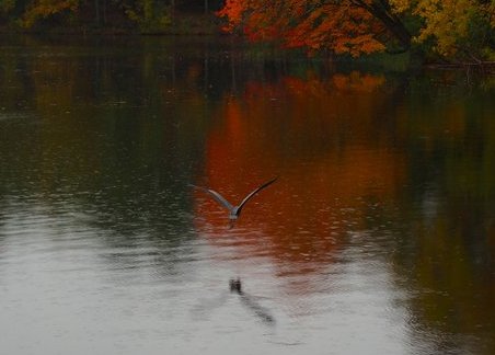 CidaZeeb's tweet photo. A heron flying over the river! #Heron #Fall #river #park #NewHampshire #smalltown #peaceful #nature #photography #NaturePhotography #ThePhotoHour #500pxrtg #PhotoRTG https://t.co/7MwiQwKtWs