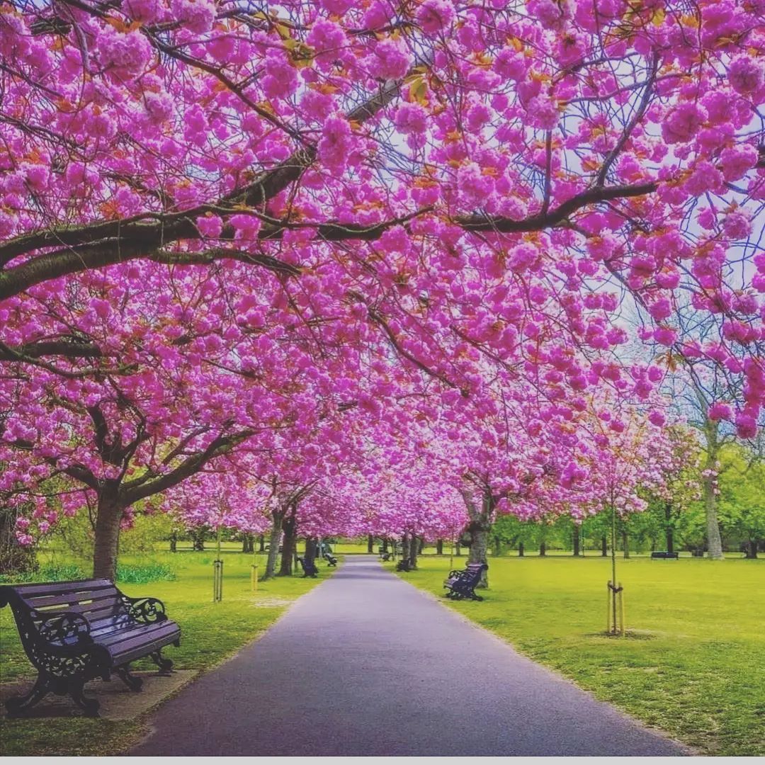 Happy and beautiful days, I hope you are with me.