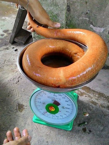 chu5lam's tweet photo. Một nông dân ở Cà Mau bắt được một con lươn vàng khổng lồ nặng 1,2kg. Loài lươn vàng được người dân ví là "lươn hóa rồng".
---
#chu5lam #luon #nuoiluon #nuoiluonkhongbun #khoinghiep #catchingeel #eel #kinhdoanh #channuoi #eelfarming #eels #electriceel #electriceels https://t.co/xVZqGEhvLq