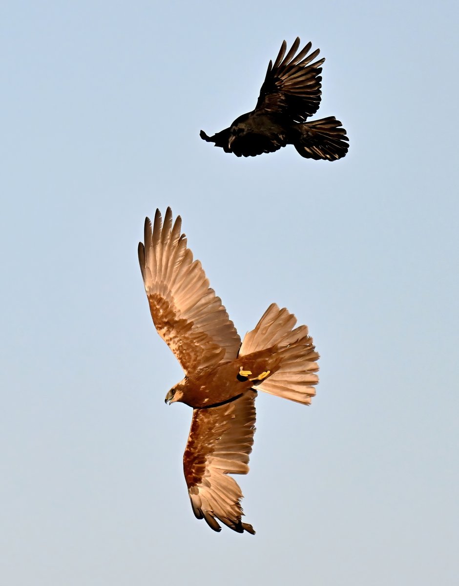 CarlBovisNature's tweet photo. Marsh Harrier being harassed by a Carrion Crow! 😊
 Taken yesterday morning at RSPB Greylake in Somerset. 🐦 https://t.co/Lk22B1BdJM