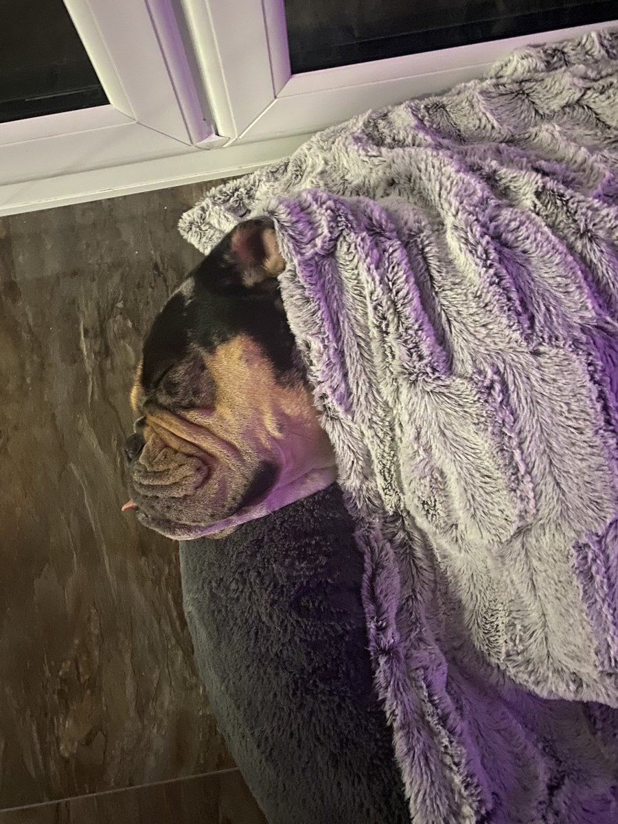 A quiet day for me after yesterday’s sorrow 🥹  3 amazing walks. All crisp, white and freezing 🥶🥶🥶 Love it. Smells are polarized!!!! Hoo-friends round for chat, drinks &amp; food. Now it’s sleepy times, cooried in, snug as a bug in a rug. Good Night Friends. Sleep Tight 🥰💕💕🥰