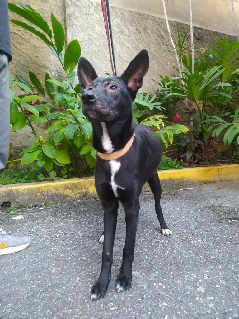 yaracalcagno's tweet photo. Difundo. Está Princesa es una de las perritas que habían envenenado, ella se salvó. Merece un buen hogar ya hoy está esterilizada tiene aprox 1 año. Su carita ya está en tratamiento Quien le puede dar una oportunidad? SOLO LA PUEDO RESGUARDAR HASTA EL 29-11. CCS 04142891643 https://t.co/ntRJ6hmJ1G