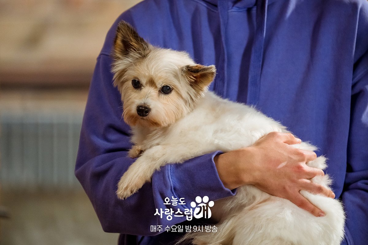 심쿵💗하게 러블리한 개나 모음.𝐙𝐈𝐏📂
연기개상🐶🏆 귀여움상 부문 수상자 개나💕

댕며드는 예측불허 판타지 로맨스 드라마
#오늘도사랑스럽개 매주 수요일 밤 9시 방송🐶

#mbcdrama #MBC수요드라마 #MBC
#오사개 #AGoodDaytobeaDog
#차은우 #박규영 #이현우 #핀아