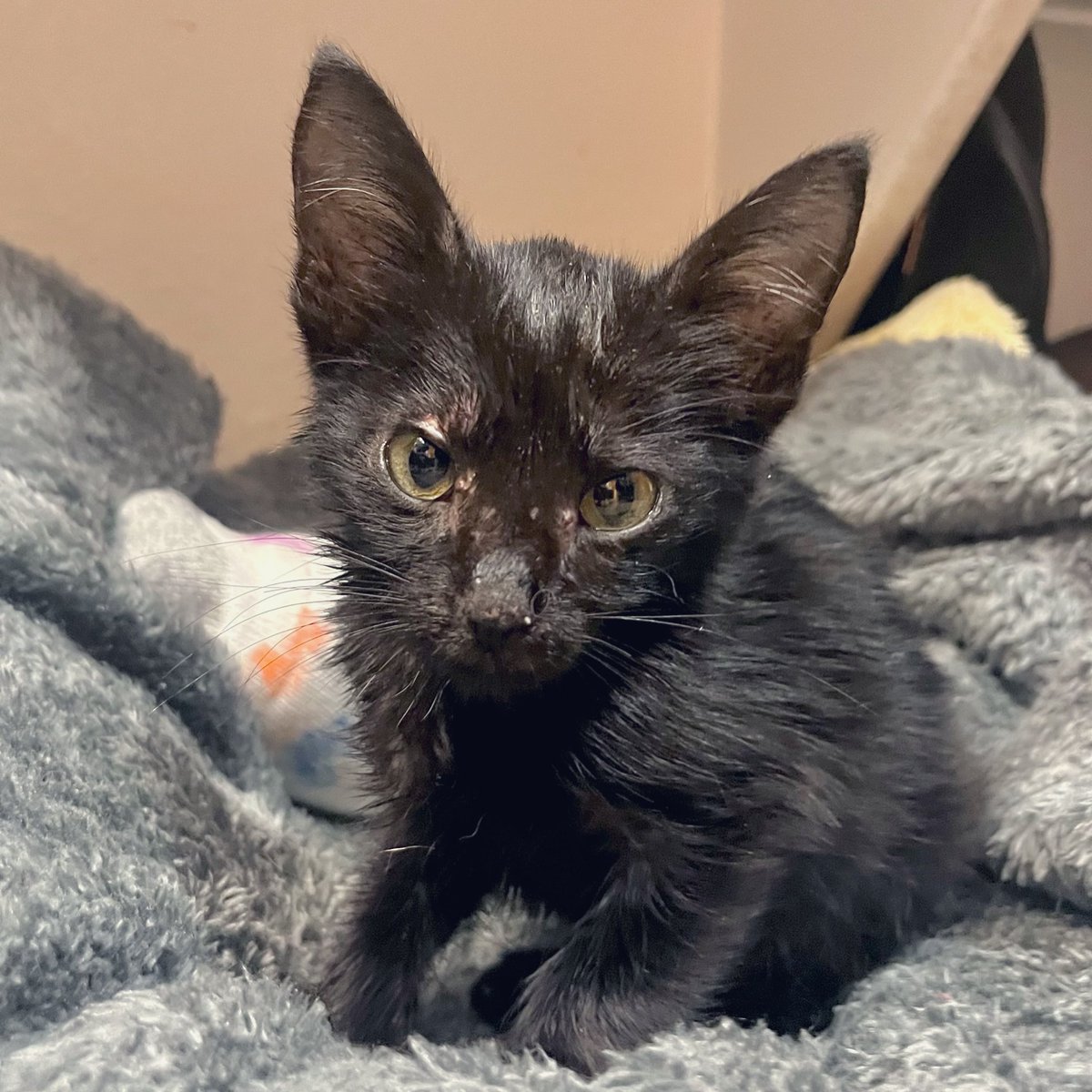 hi I’m Hank tweet media